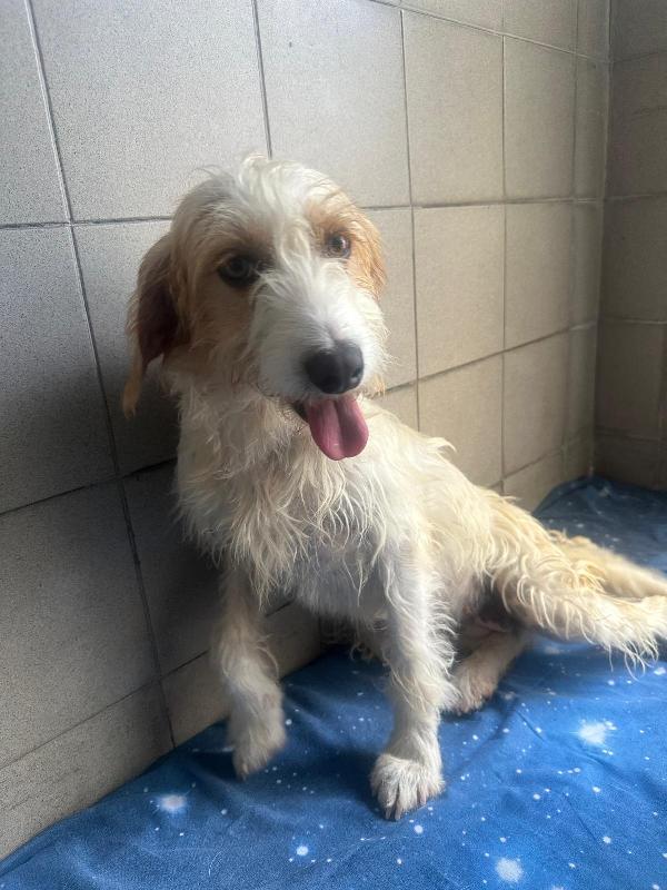 Pimpa Cagnolina Meticcia